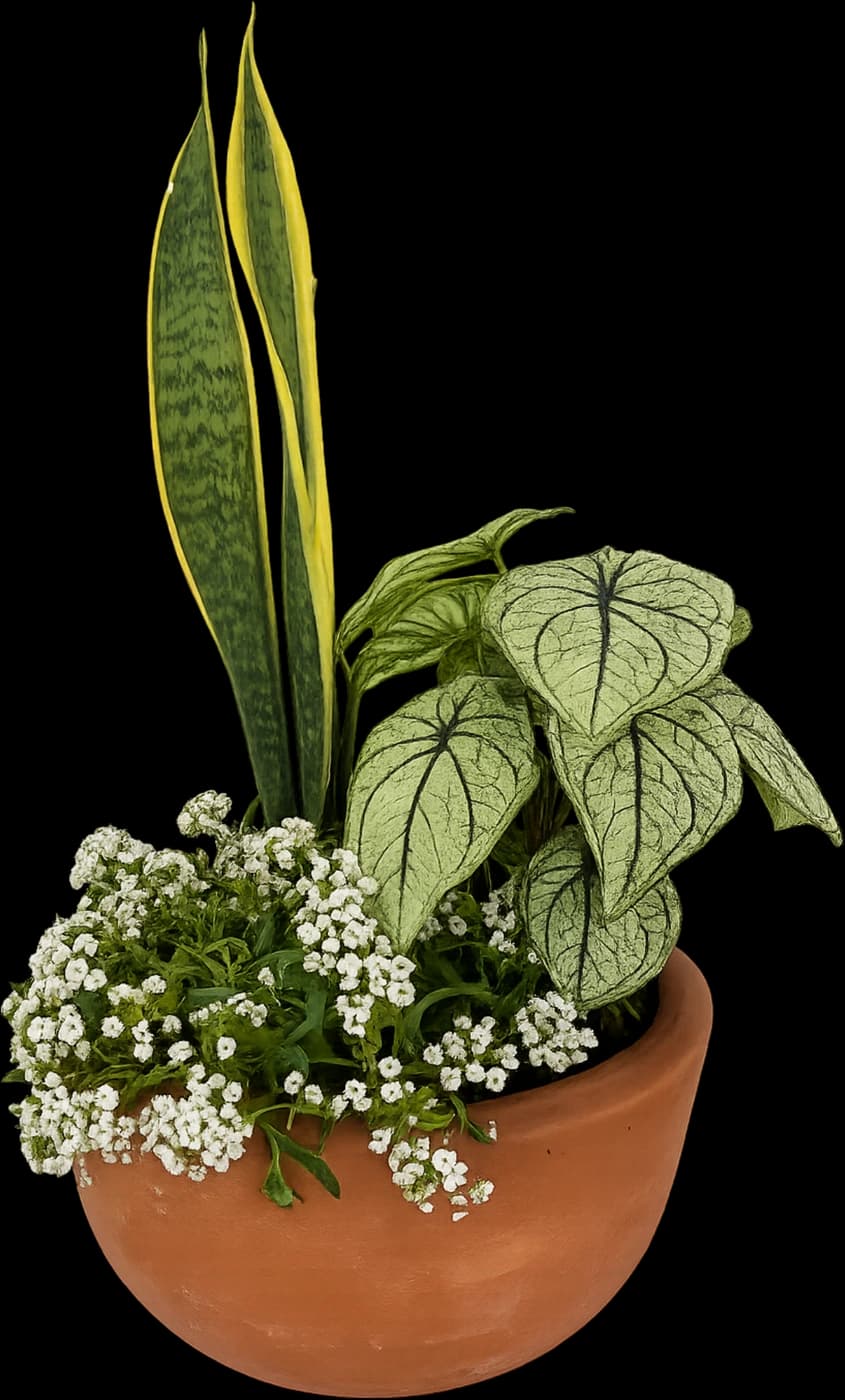 Caladium — Protección