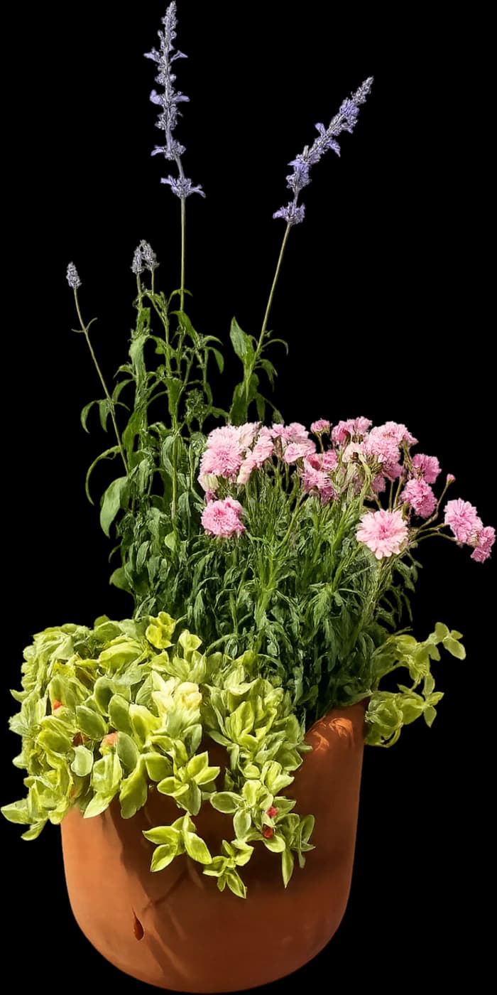 Salvia — Protección